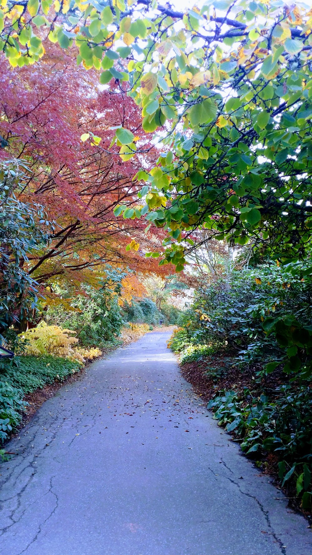 20171031_123814-EFFECTS